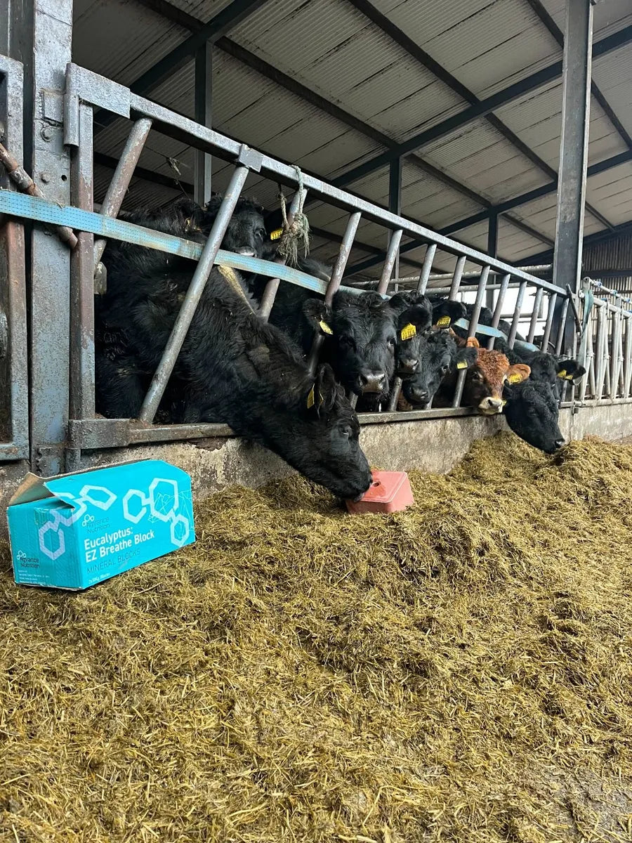 Eucalyptus Easy Breathe Beef Pack