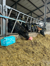 Eucalyptus Easy Breathe Beef Pack
